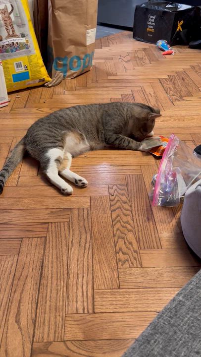 Enlarge Bojangles ( Sweet , Friendly & playful), a Adoptable American Shorthair in Staten Island, NY video 3/6