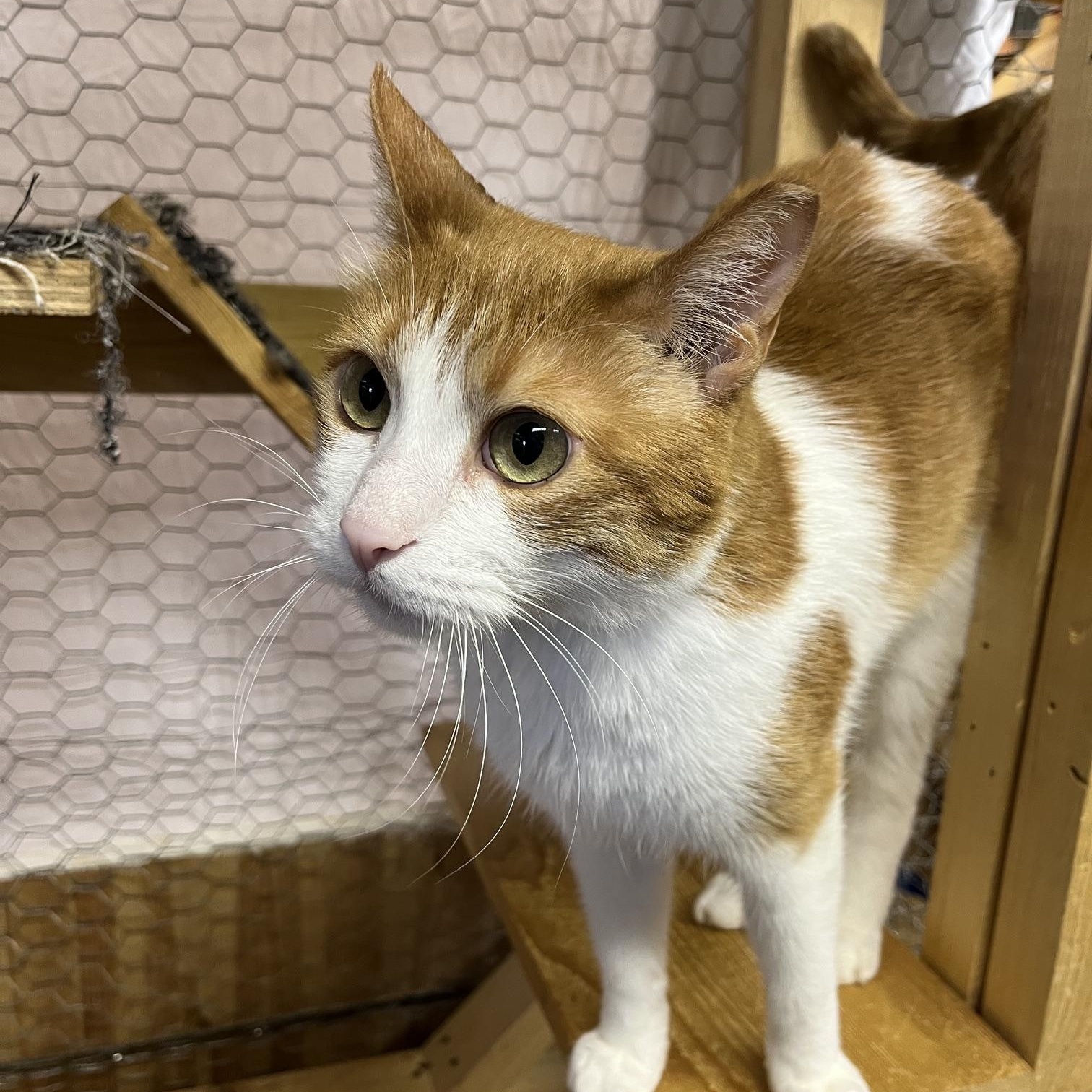 Charlie 2, ADOPTABLE, Adult Male Domestic Short Hair.