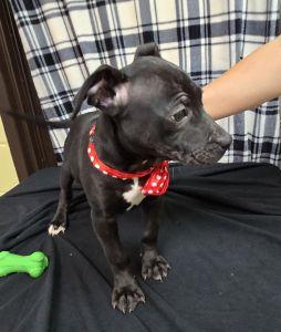 Enlarge Abe, a ADOPTABLE Pit Bull Terrier in Bucyrus, OH image 5/5