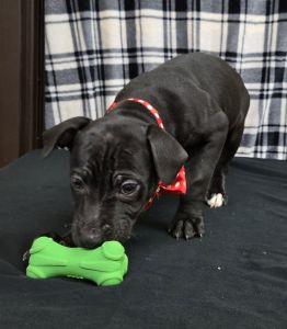Enlarge Abe, a ADOPTABLE Pit Bull Terrier in Bucyrus, OH image 4/5