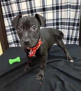 Enlarge Abe, a ADOPTABLE Pit Bull Terrier in Bucyrus, OH image 1/5