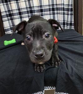 Enlarge Abe, a ADOPTABLE Pit Bull Terrier in Bucyrus, OH image 2/5