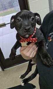 Enlarge Abe, a ADOPTABLE Pit Bull Terrier in Bucyrus, OH image 3/5