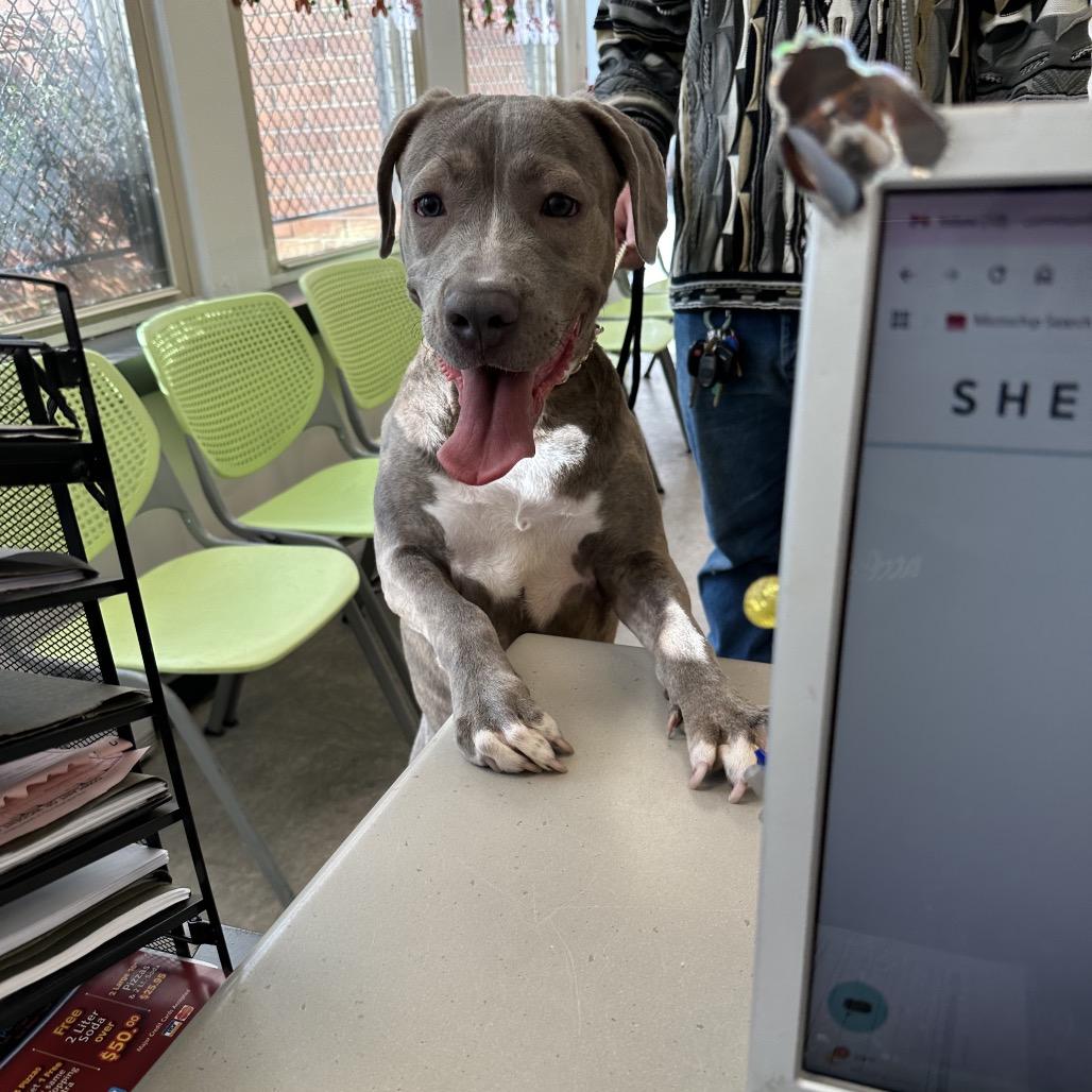 Sweet Potato, Adoptable, Adult Female Mixed Breed.