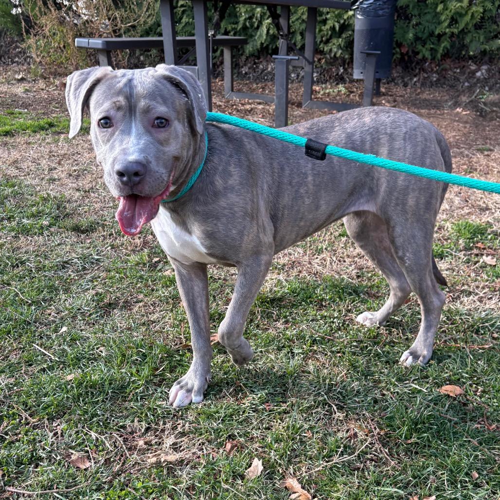 Sweet Potato, a Adoptable Mixed Breed in Philadelphia, PA image 2/5