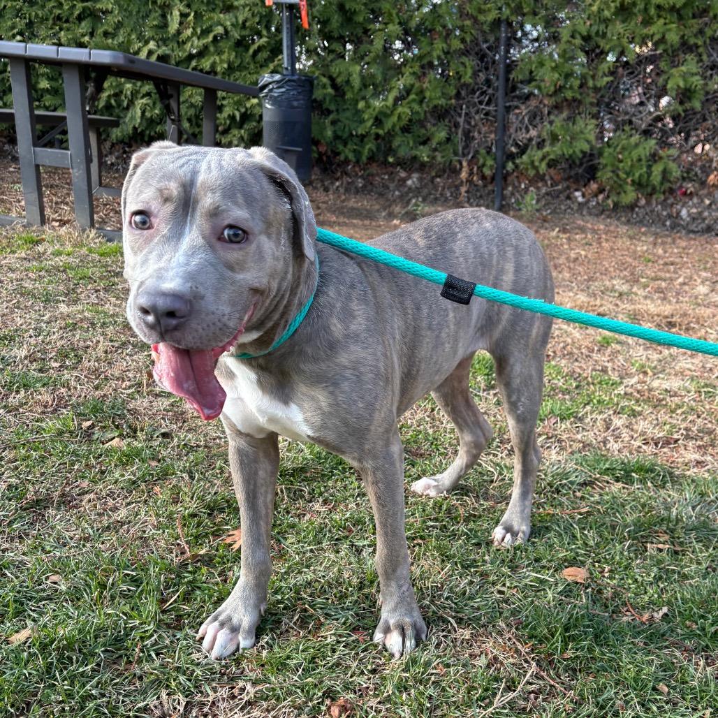 Sweet Potato, a Adoptable Mixed Breed in Philadelphia, PA image 3/5