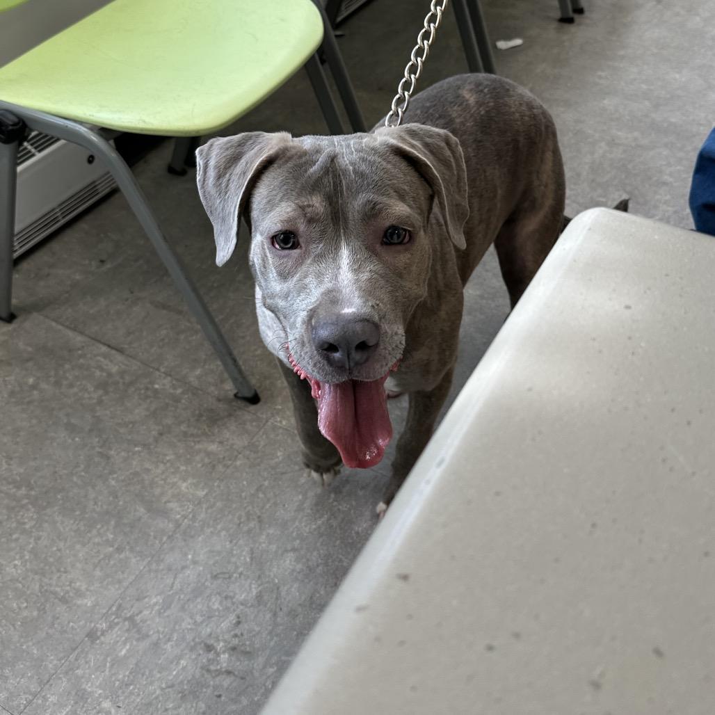 Sweet Potato, a Adoptable Mixed Breed in Philadelphia, PA image 4/5