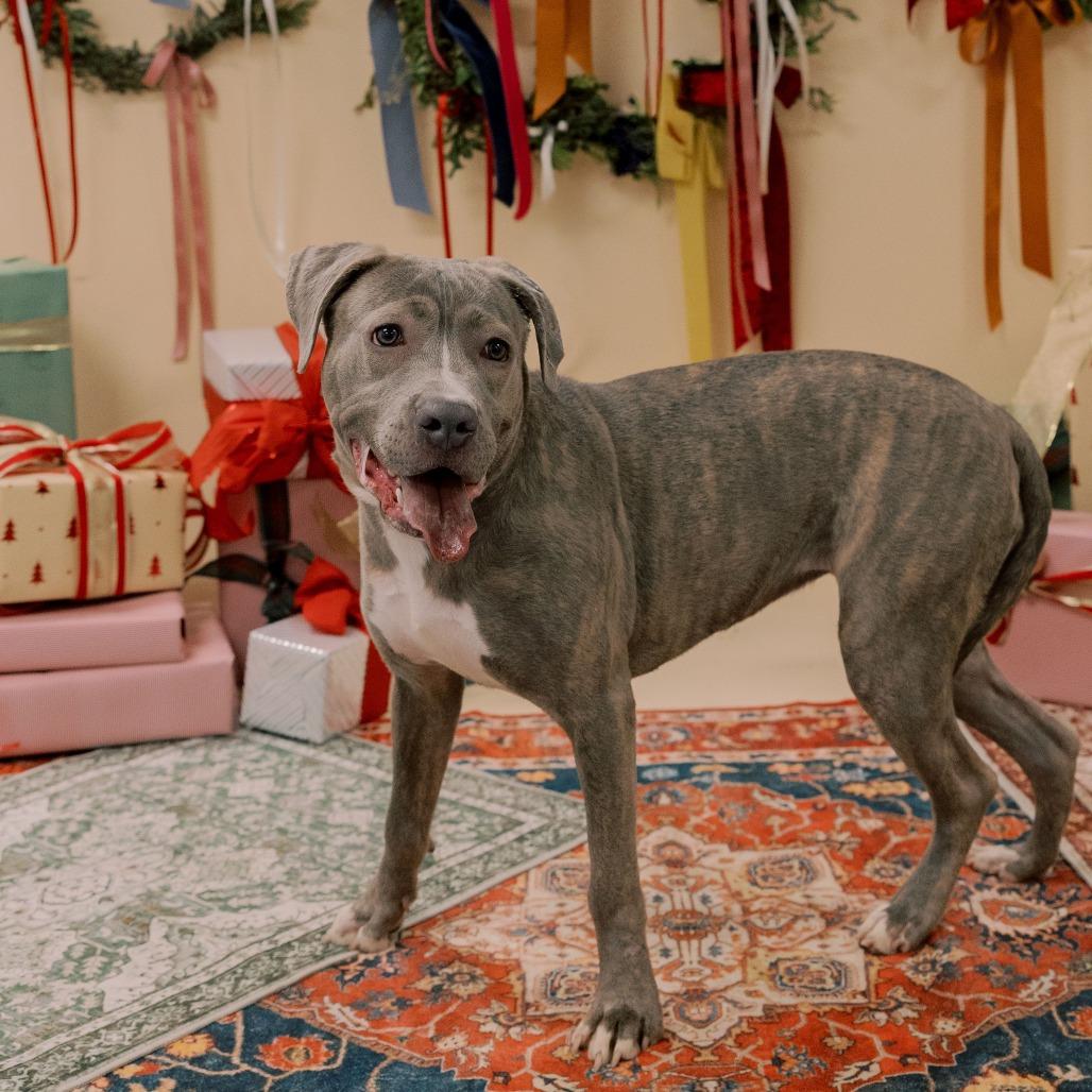 Sweet Potato, a Adoptable Mixed Breed in Philadelphia, PA image 5/5