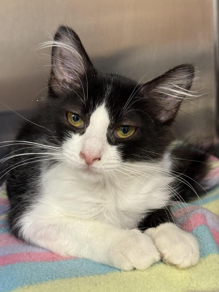 Enlarge Mandy, a Adoptable mixed breed in Ontario, OR image 1/1