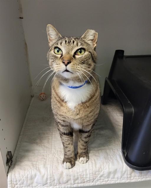 Enlarge KNOX, a Adoptable Domestic Short Hair in Sarasota, FL image 1/1