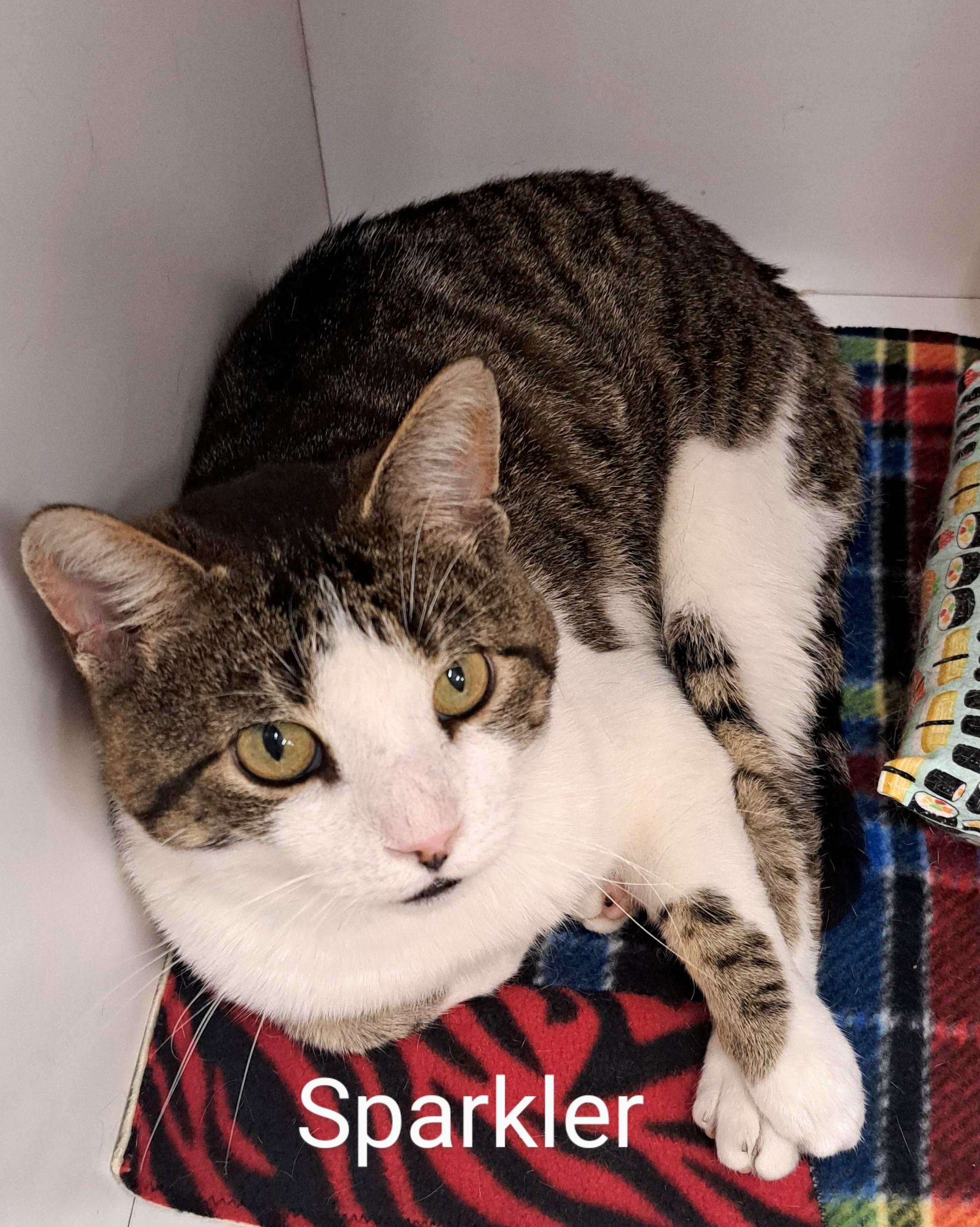 Sparkler, Adult Male Tabby