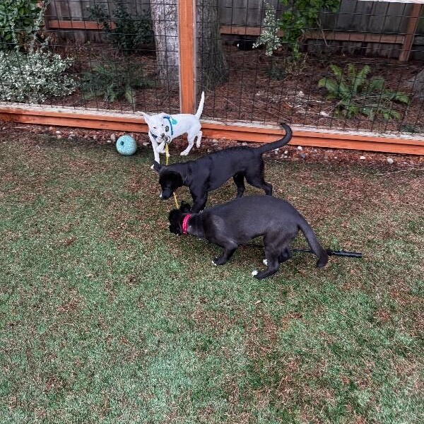 Yuki The Adorable Nugget