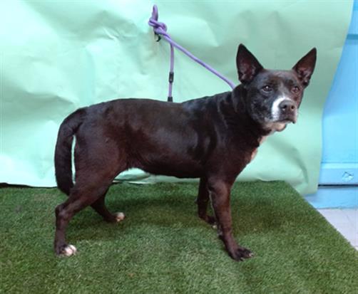 Enlarge FOXY TOO, a Adoptable mixed breed in Gardena, CA image 1/1