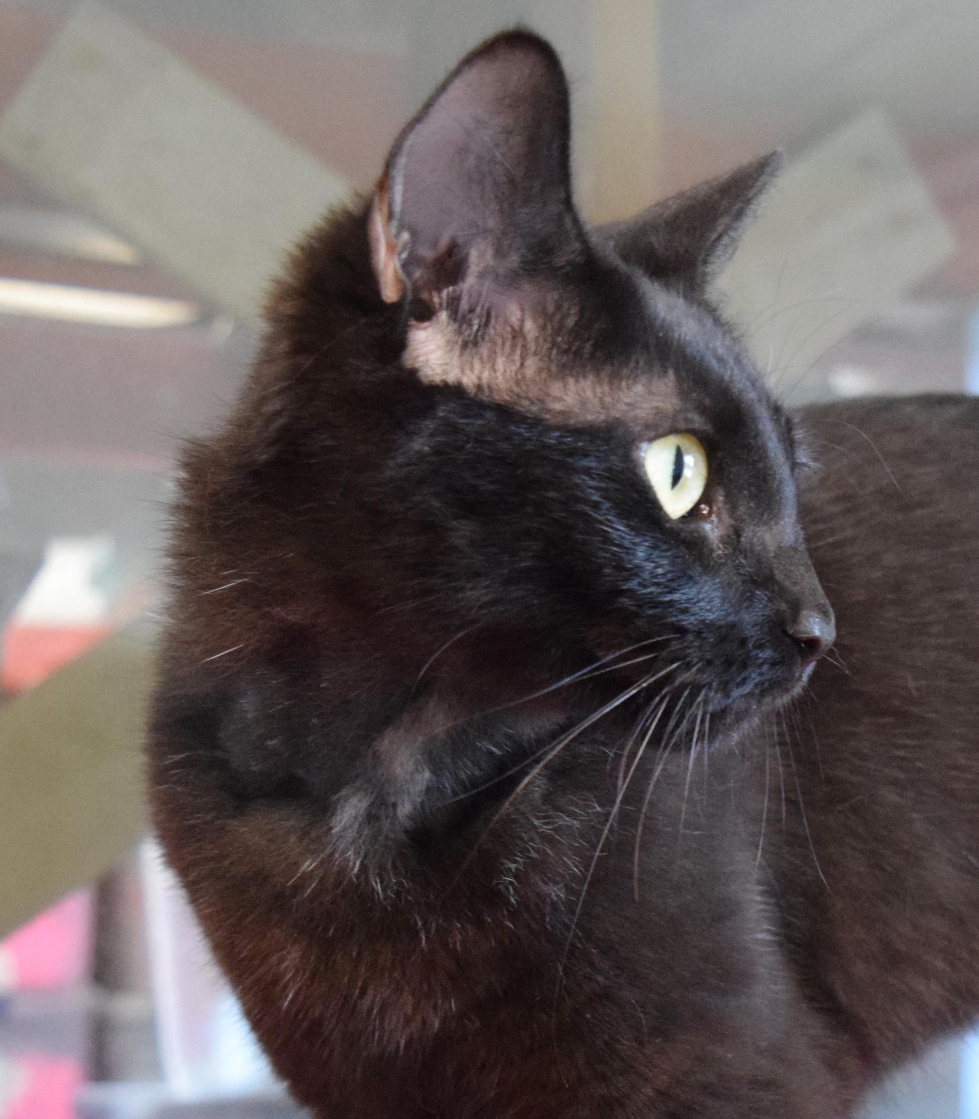 Cicily, a ADOPTABLE mixed breed in Bulverde, TX image 3/5