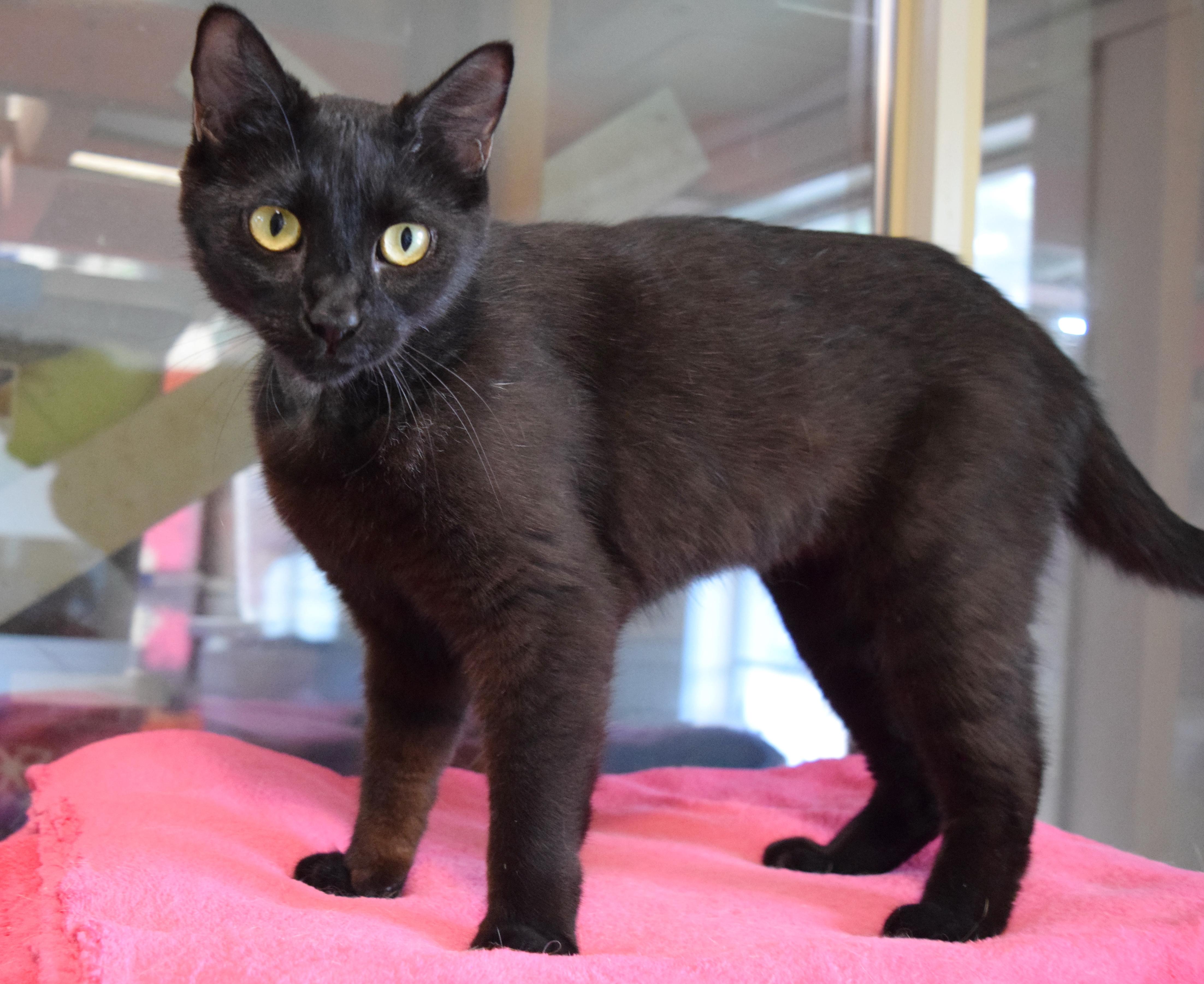 Cicily, a ADOPTABLE mixed breed in Bulverde, TX image 2/5