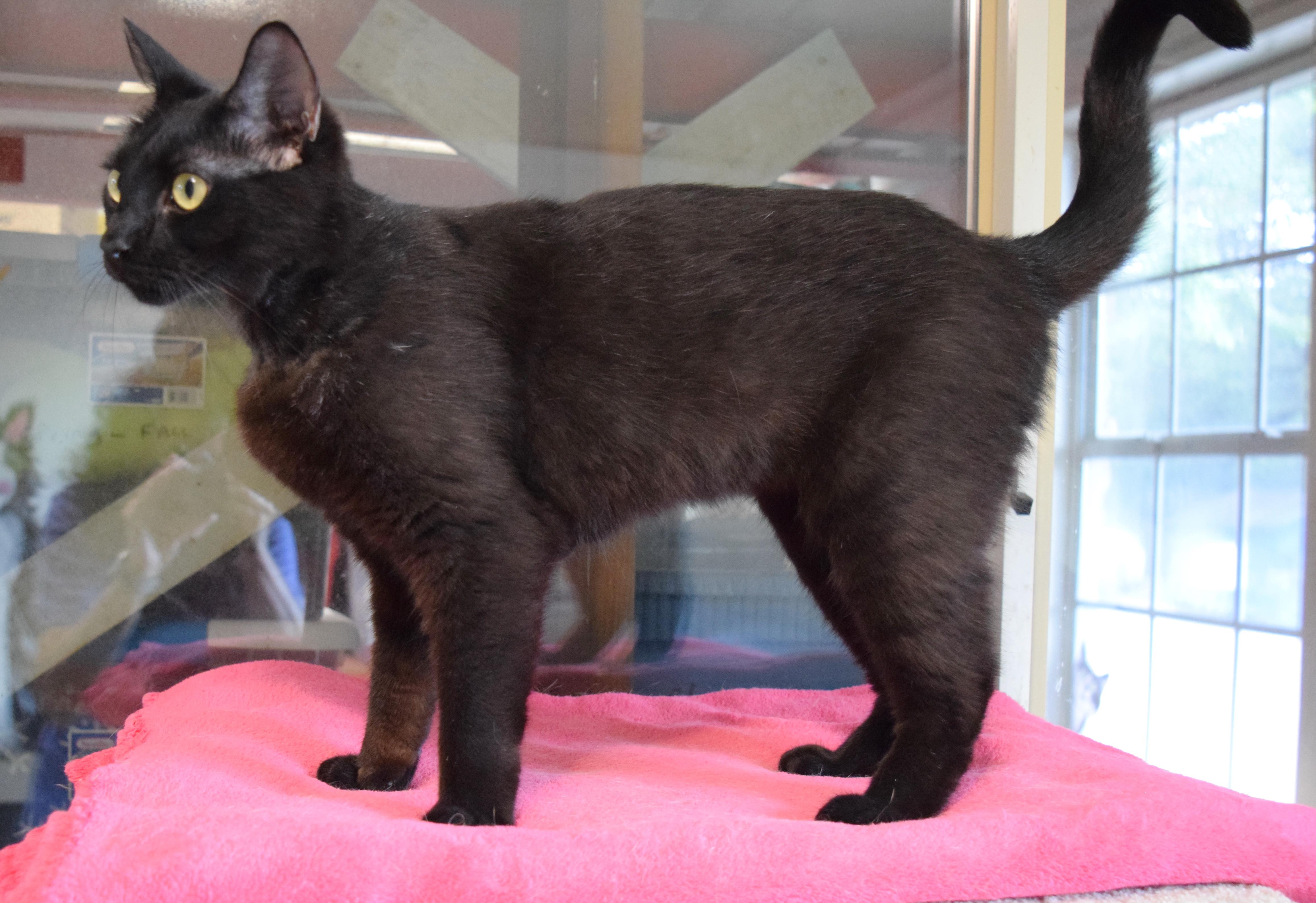 Cicily, a ADOPTABLE mixed breed in Bulverde, TX image 4/5