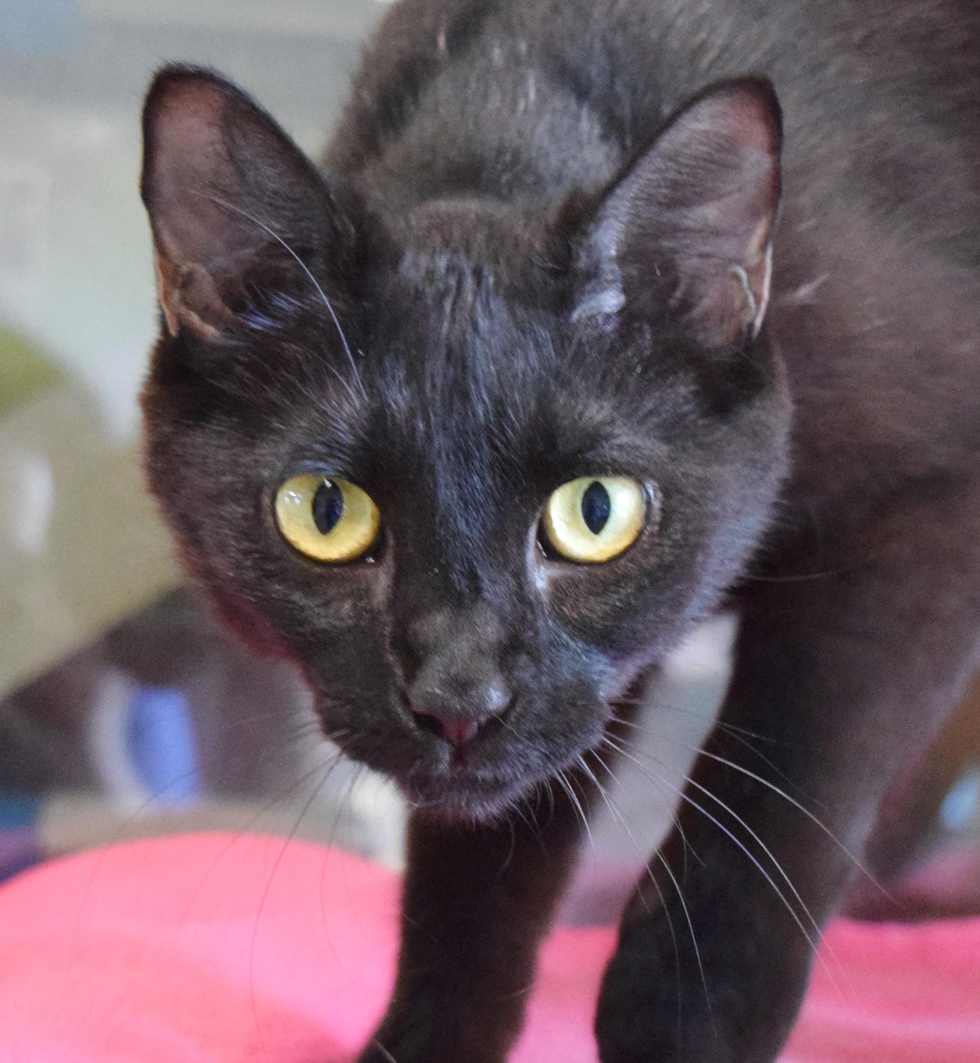Cicily, a ADOPTABLE mixed breed in Bulverde, TX image 5/5