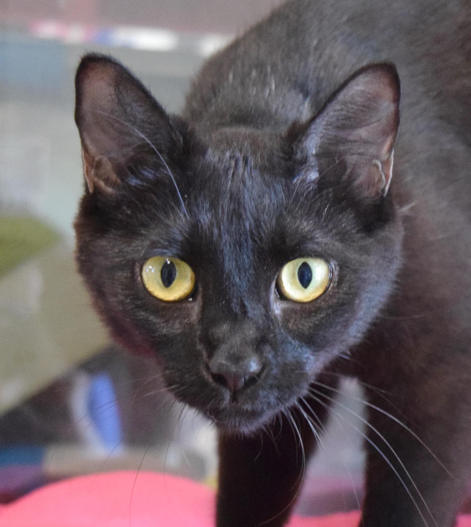 Cicily, ADOPTABLE, Young Female Domestic Short Hair.