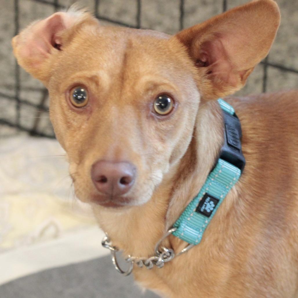 Enlarge Napa, a Adoptable Mixed Breed in San Francisco, CA image 1/5