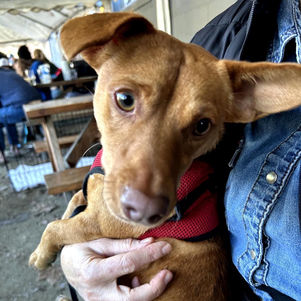 Enlarge Napa, a Adoptable Mixed Breed in San Francisco, CA image 2/5