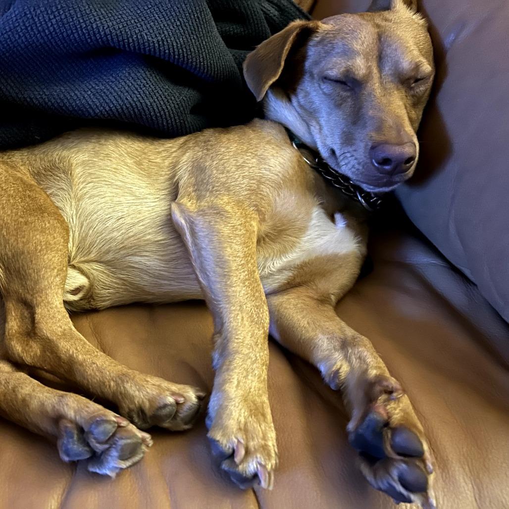 Enlarge Napa, a Adoptable Mixed Breed in San Francisco, CA image 3/5