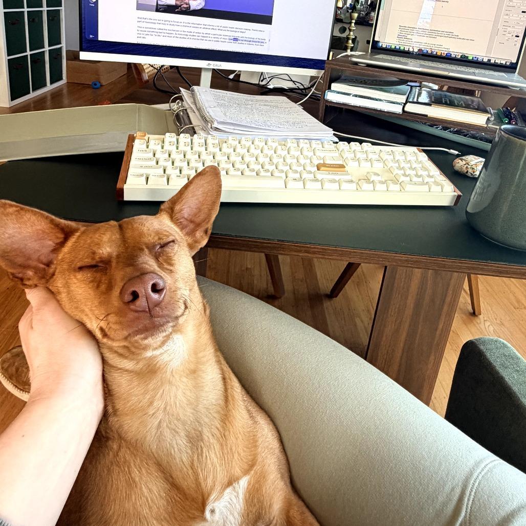 Enlarge Napa, a Adoptable Mixed Breed in San Francisco, CA image 4/6