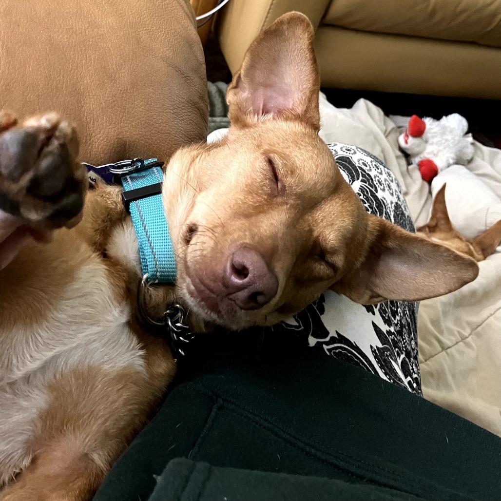 Enlarge Napa, a Adoptable Mixed Breed in San Francisco, CA image 4/5