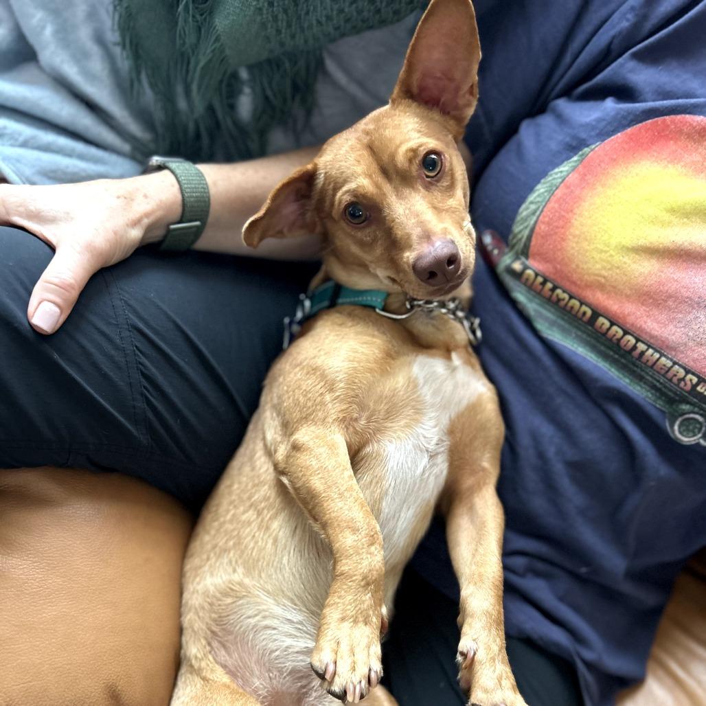 Enlarge Napa, a Adoptable Mixed Breed in San Francisco, CA image 5/5