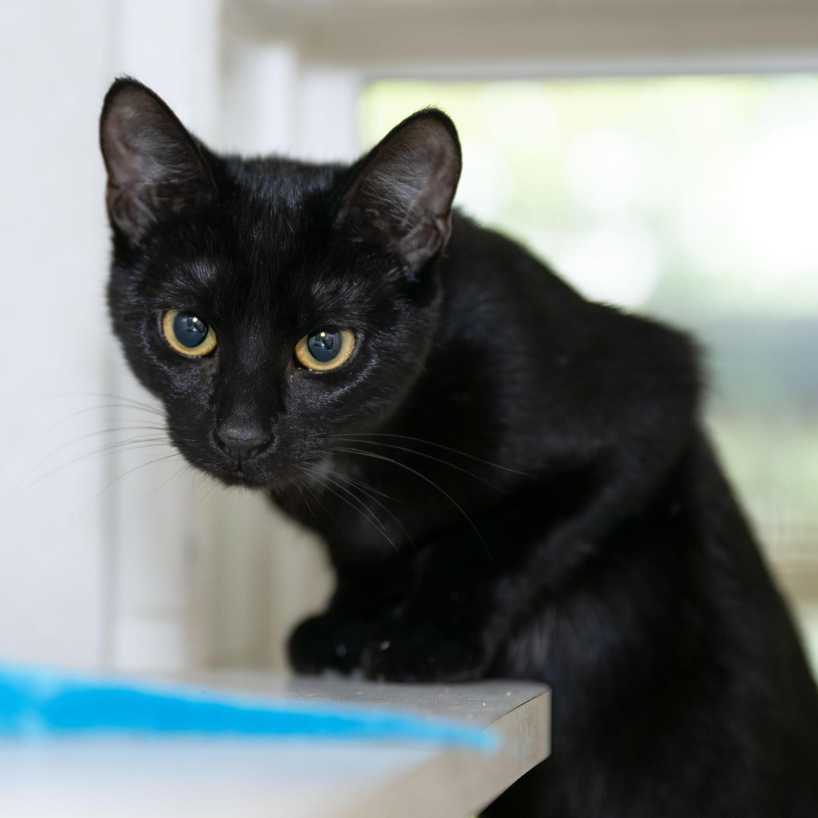 Edith, Young Female Domestic Short Hair