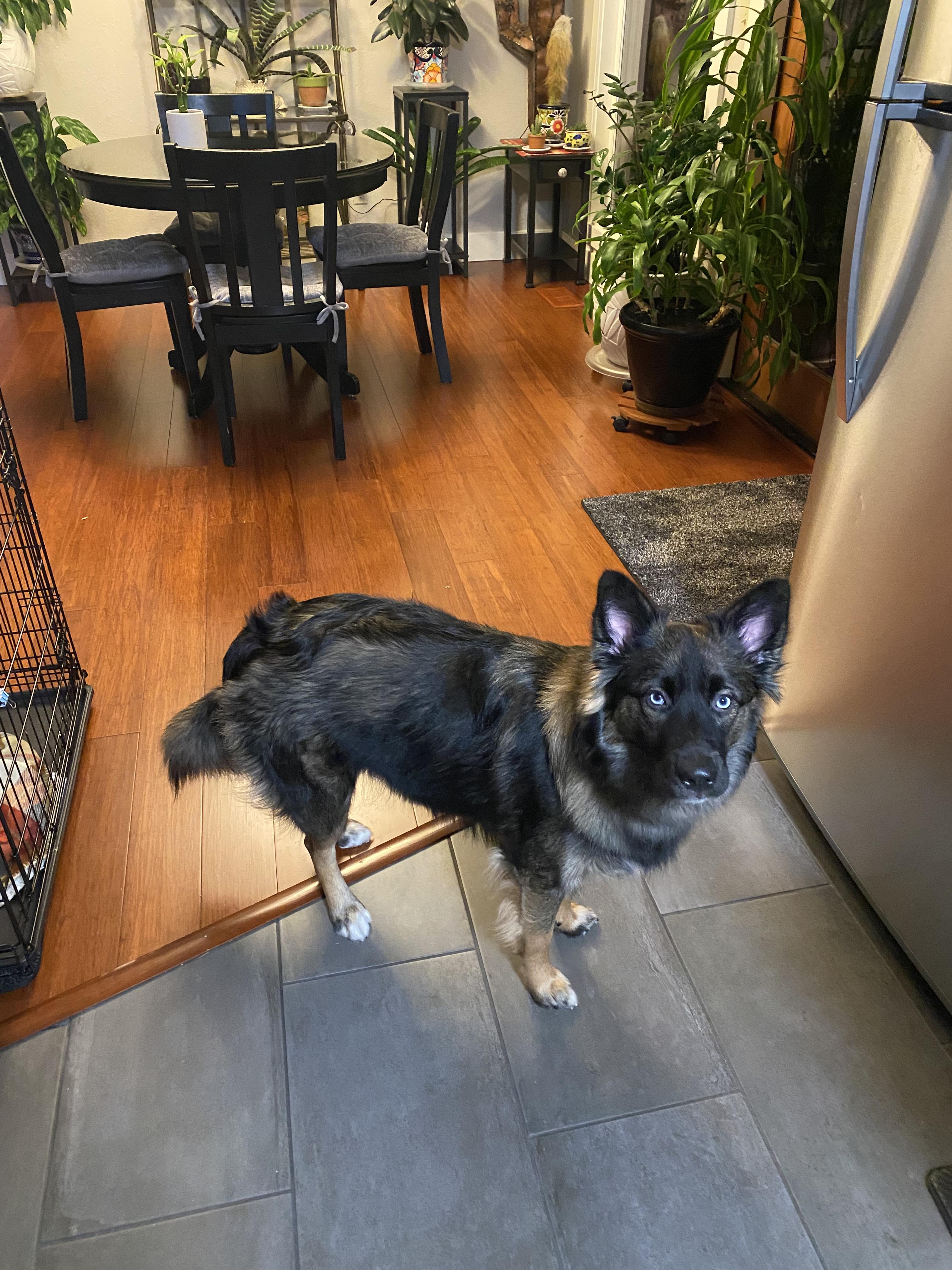 Enlarge Tilley, a ADOPTABLE mixed breed in Olympia, WA image 2/2