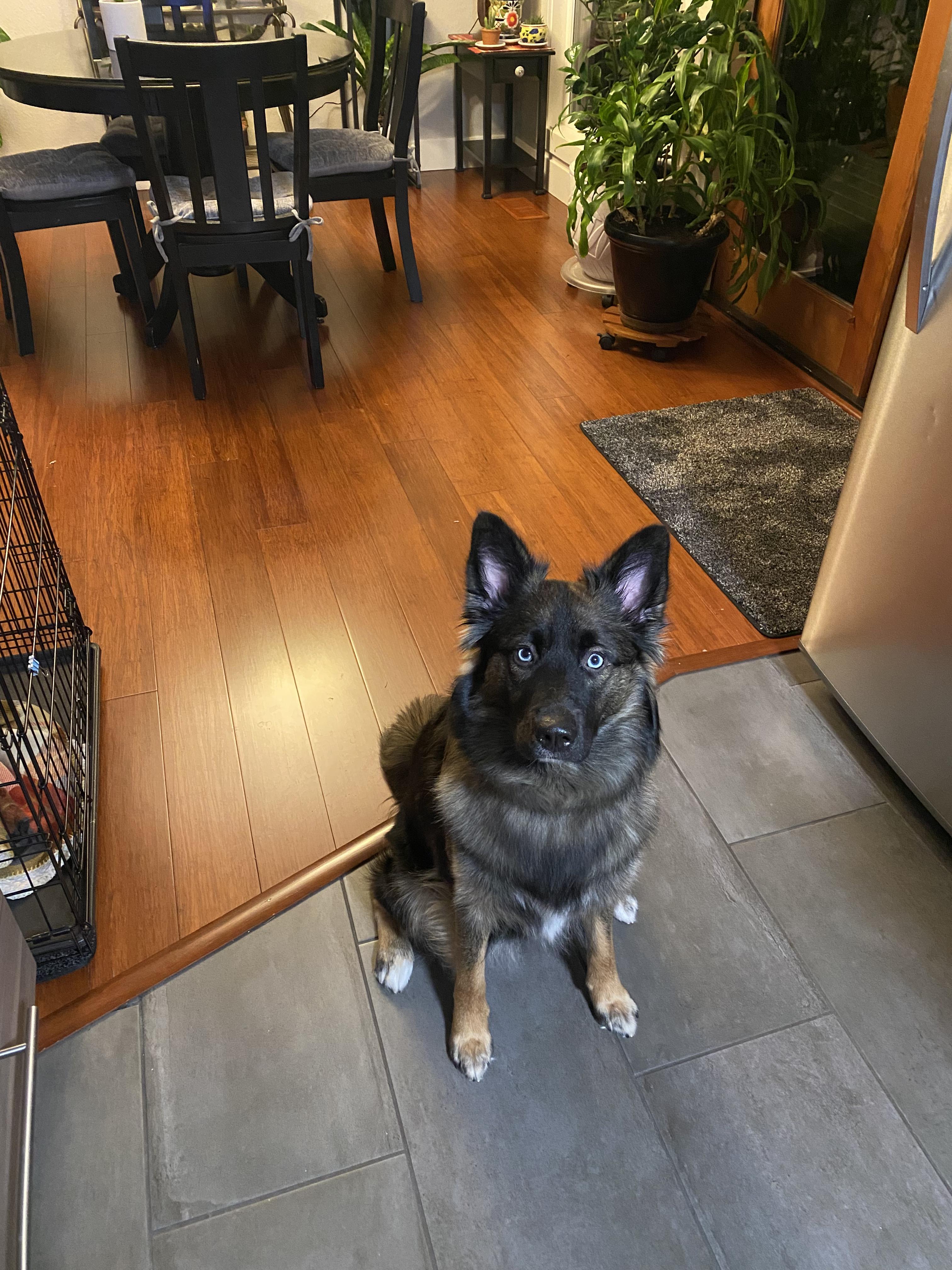 Tilley, ADOPTABLE, Adult Female German Shepherd Dog & Husky.