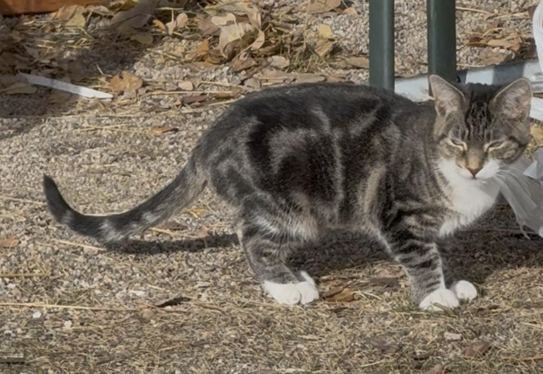 Scout, an adoptable Domestic Short Hair in Butte, MT, 59701 | Photo Image 4