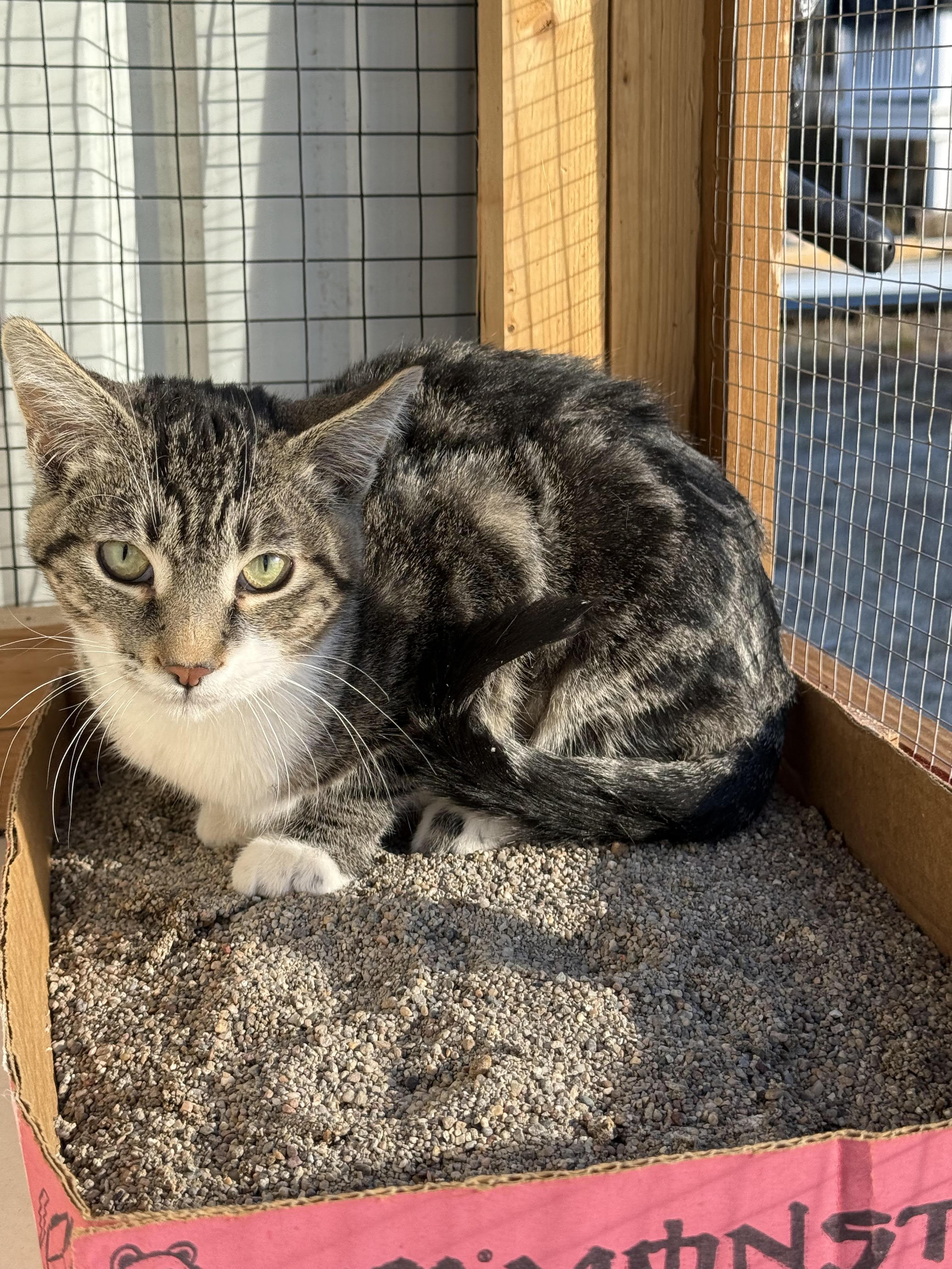 Scout, a Adoptable Domestic Short Hair in Butte, MT image 2/4