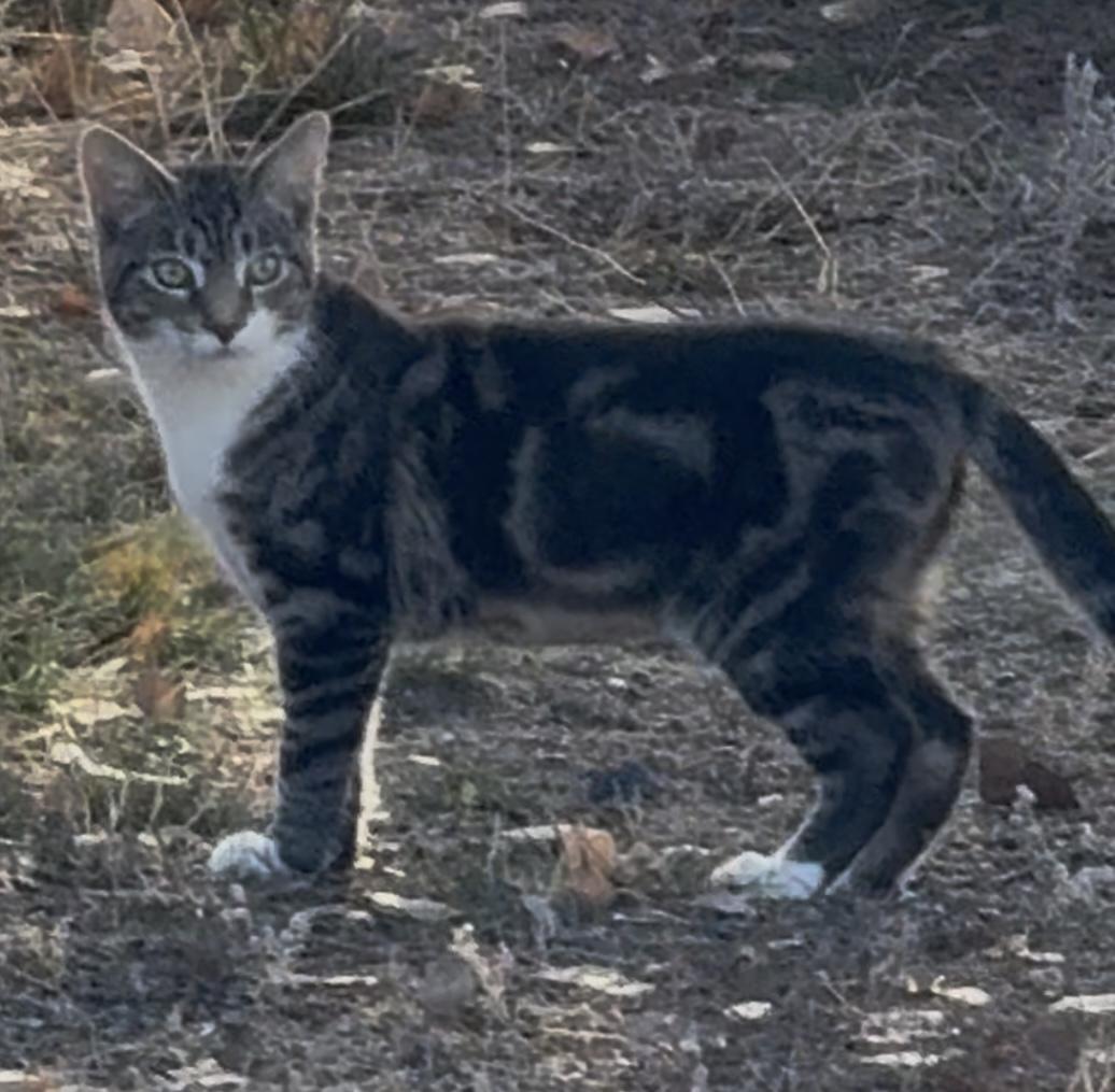Scout, a Adoptable Domestic Short Hair in Butte, MT image 4/4