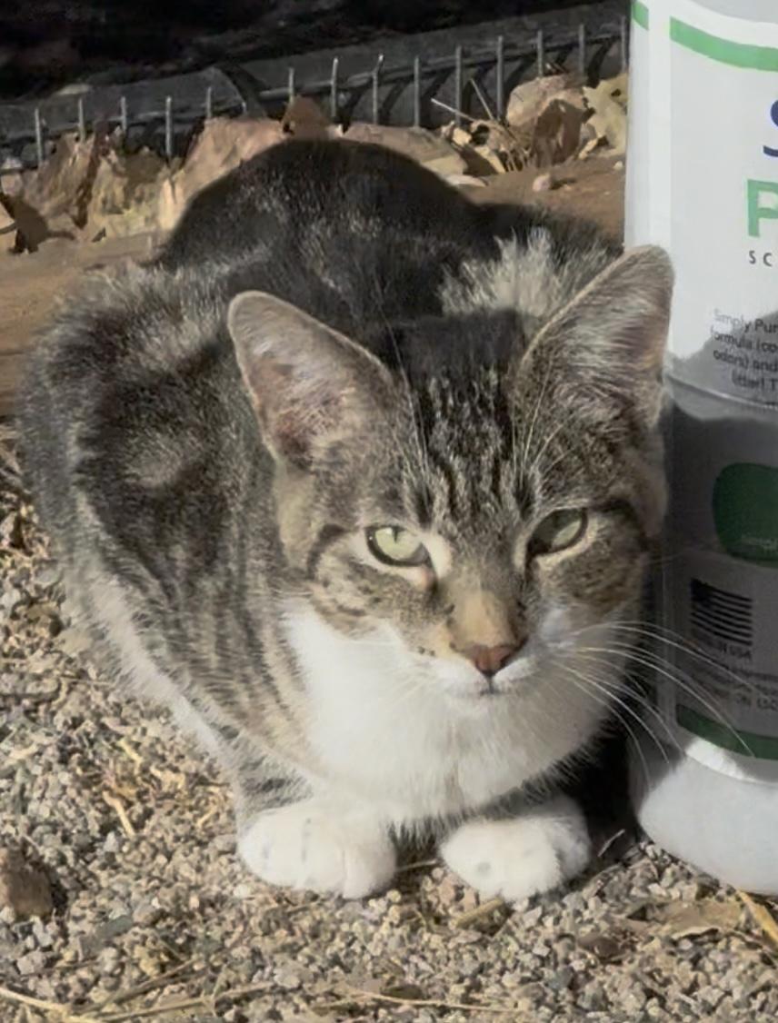 Scout, Adoptable, Young Male Domestic Short Hair.