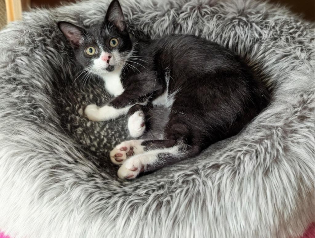 Lucky, Adopted, Kitten Male Domestic Short Hair.