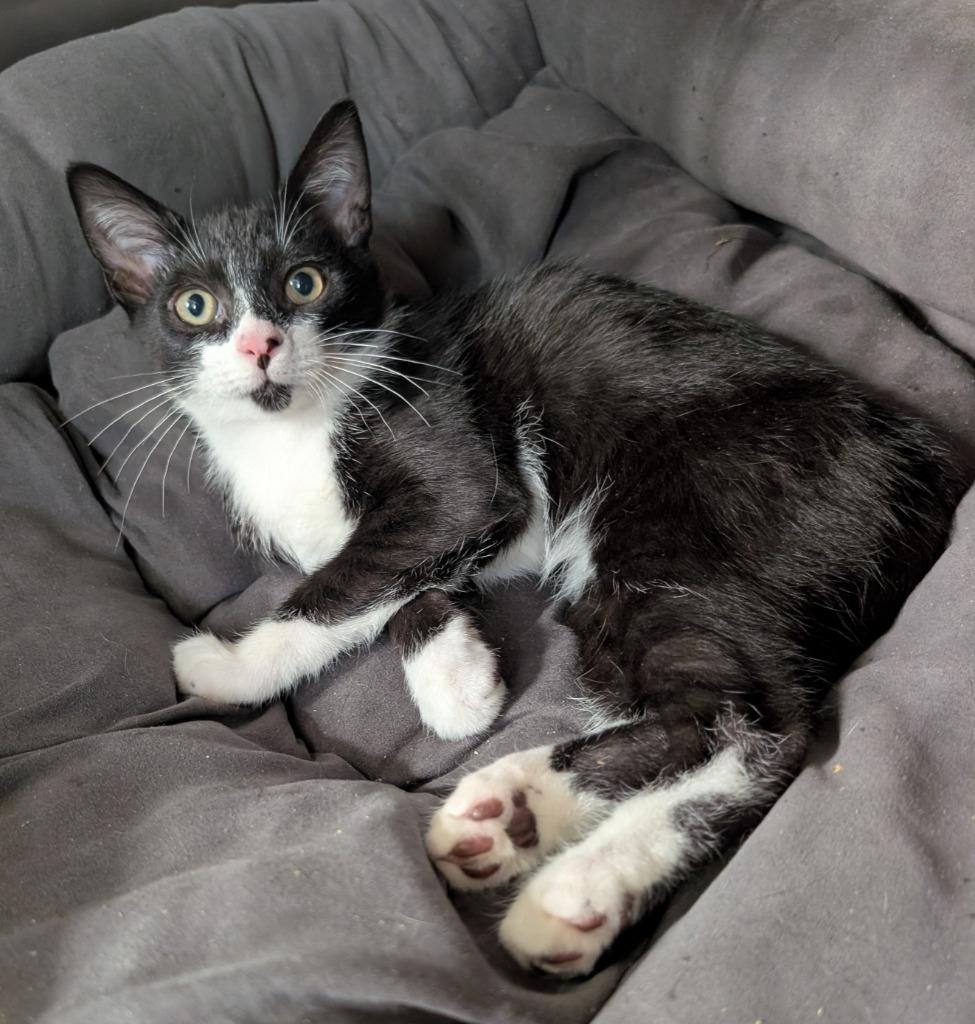 Enlarge Lucky, a Adopted mixed breed in Fort Myers, FL image 2/2