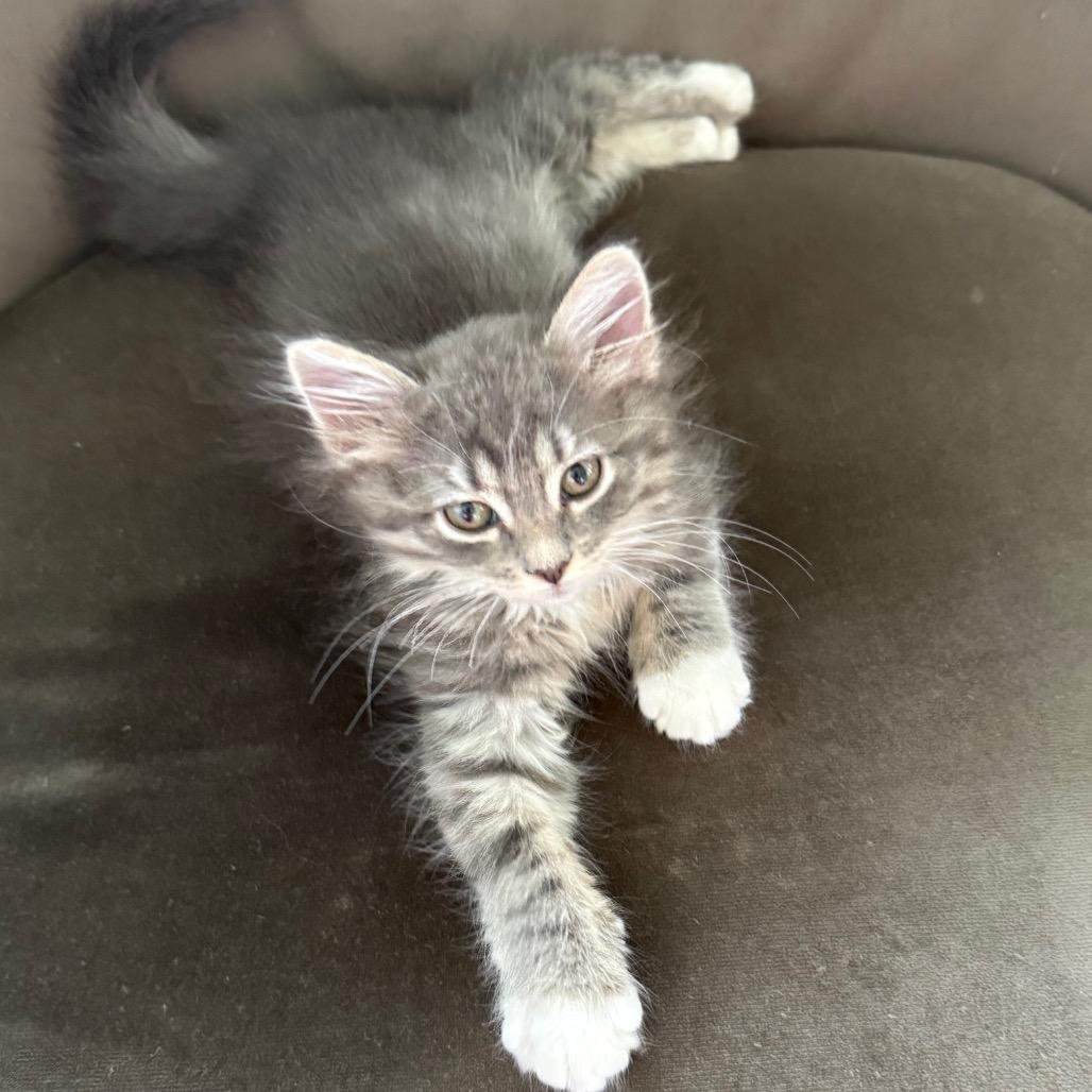 Indie 2346, Adoptable, Kitten Female Domestic Medium Hair.