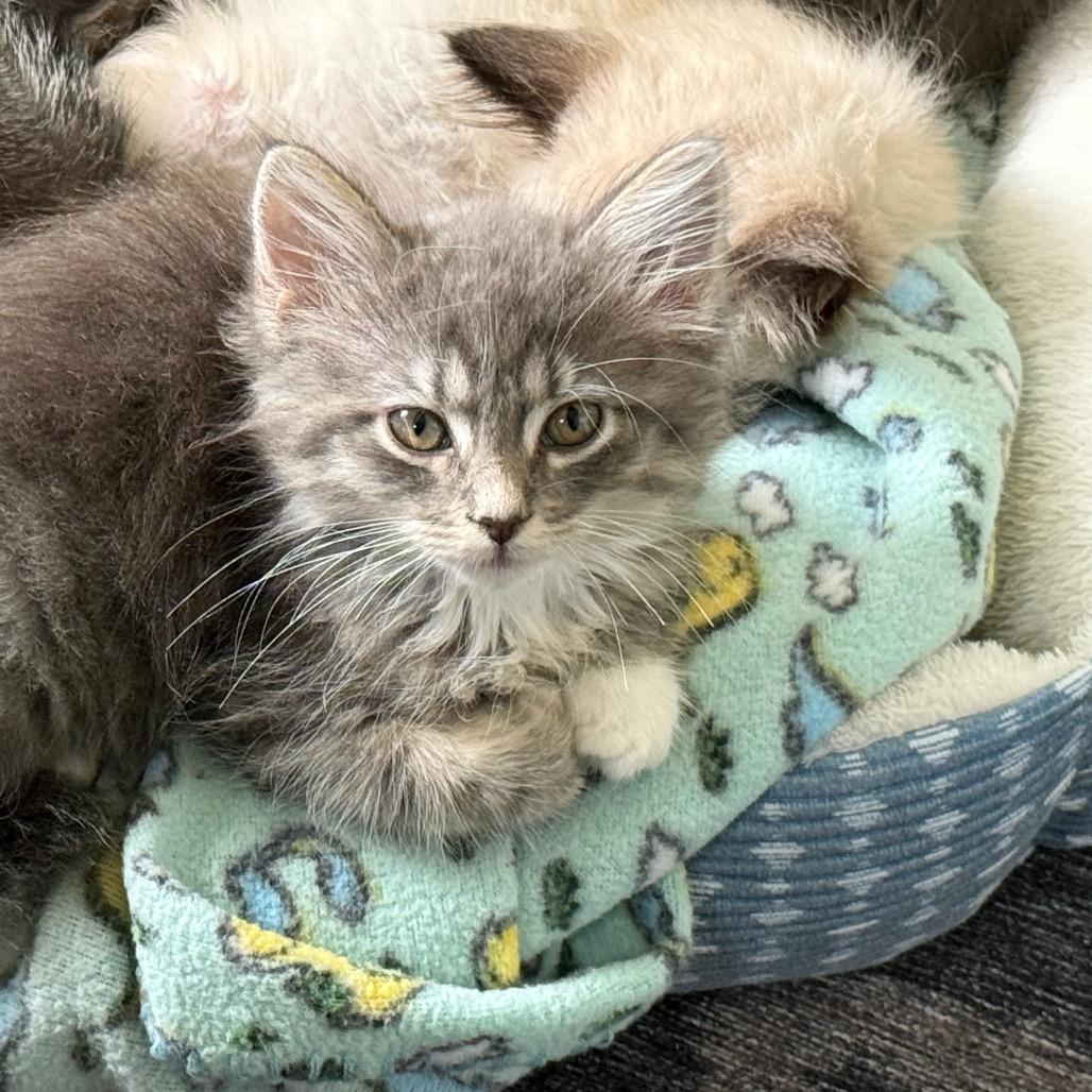 Enlarge Indie 2346, a Adoptable Domestic Medium Hair in Kansas City, MO image 2/3