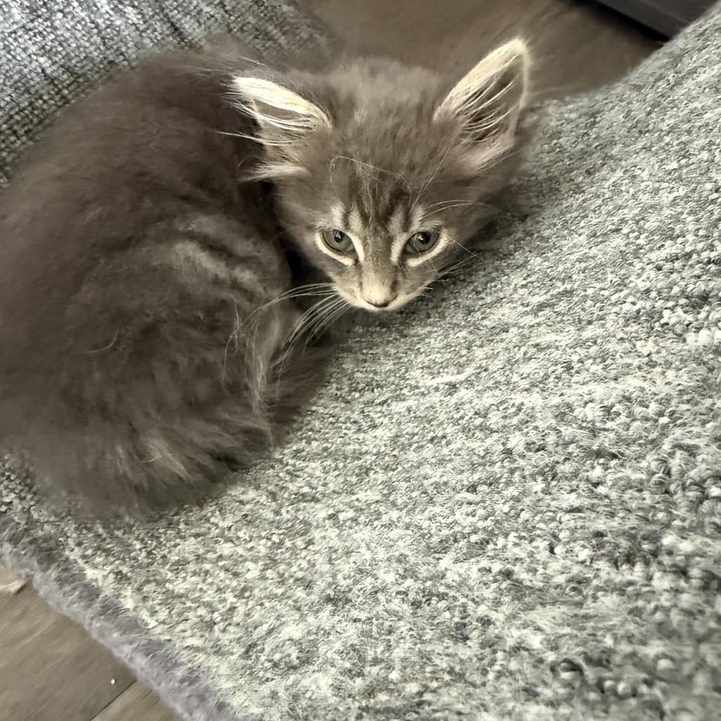 Enlarge Indie 2346, a Adoptable Domestic Medium Hair in Kansas City, MO image 3/3