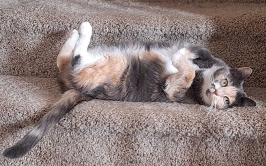 Enlarge Mina and Fanta (SA), a Adoptable Domestic Short Hair in Greenville, SC image 1/5