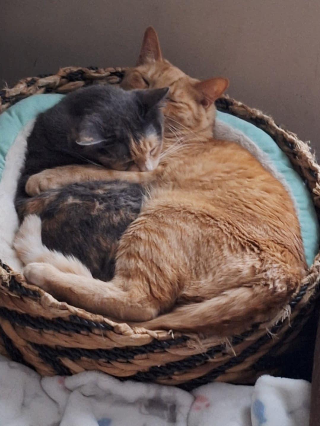 Enlarge Mina and Fanta (SA), a Adoptable Domestic Short Hair in Greenville, SC image 2/5