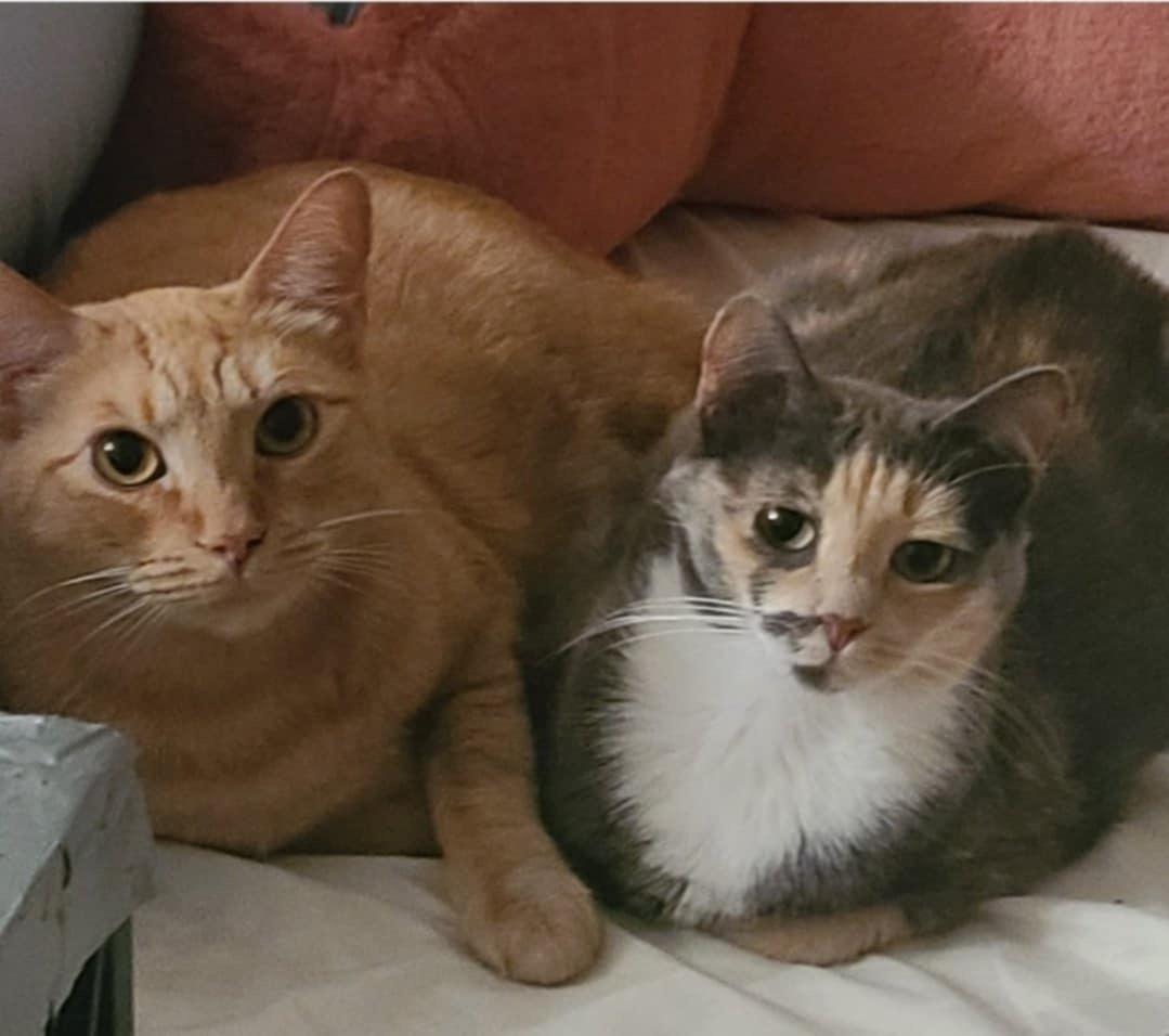 Enlarge Mina and Fanta (SA), a Adoptable Domestic Short Hair in Greenville, SC image 3/5