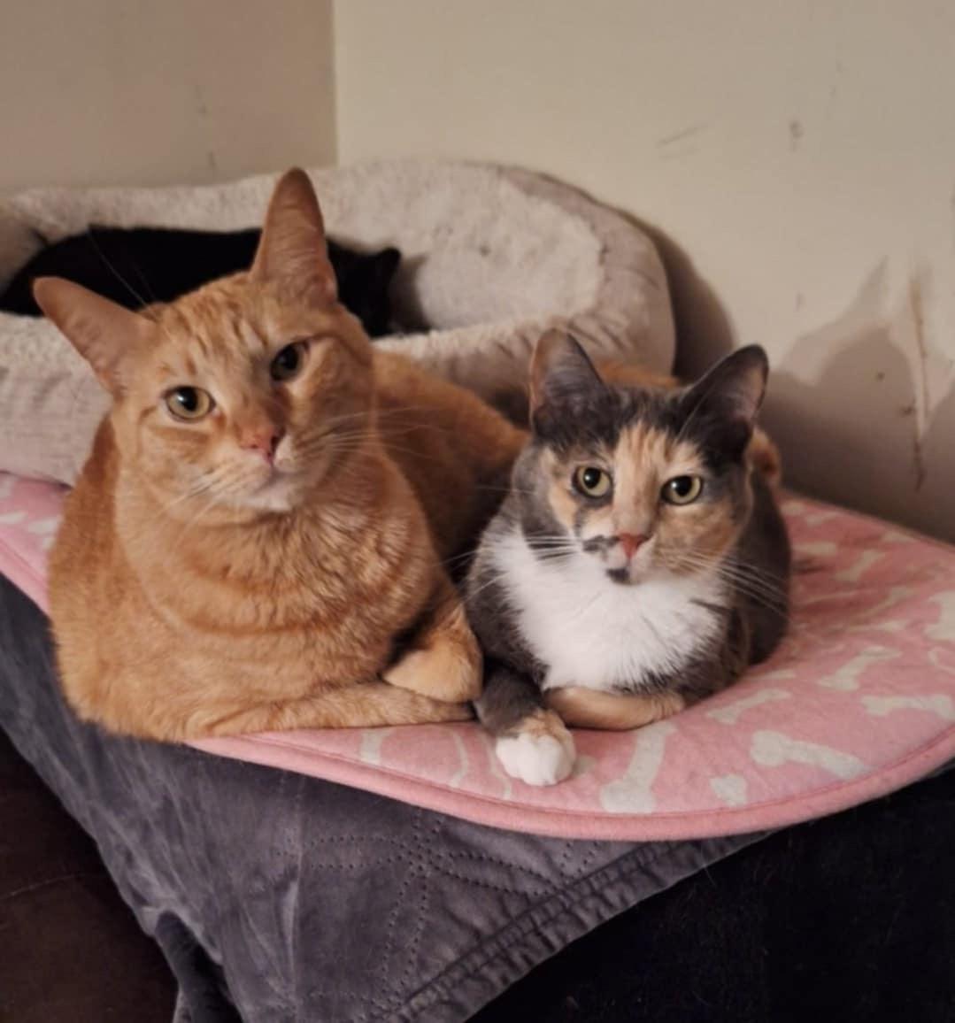 Enlarge Mina and Fanta (SA), a Adoptable Domestic Short Hair in Greenville, SC image 4/5