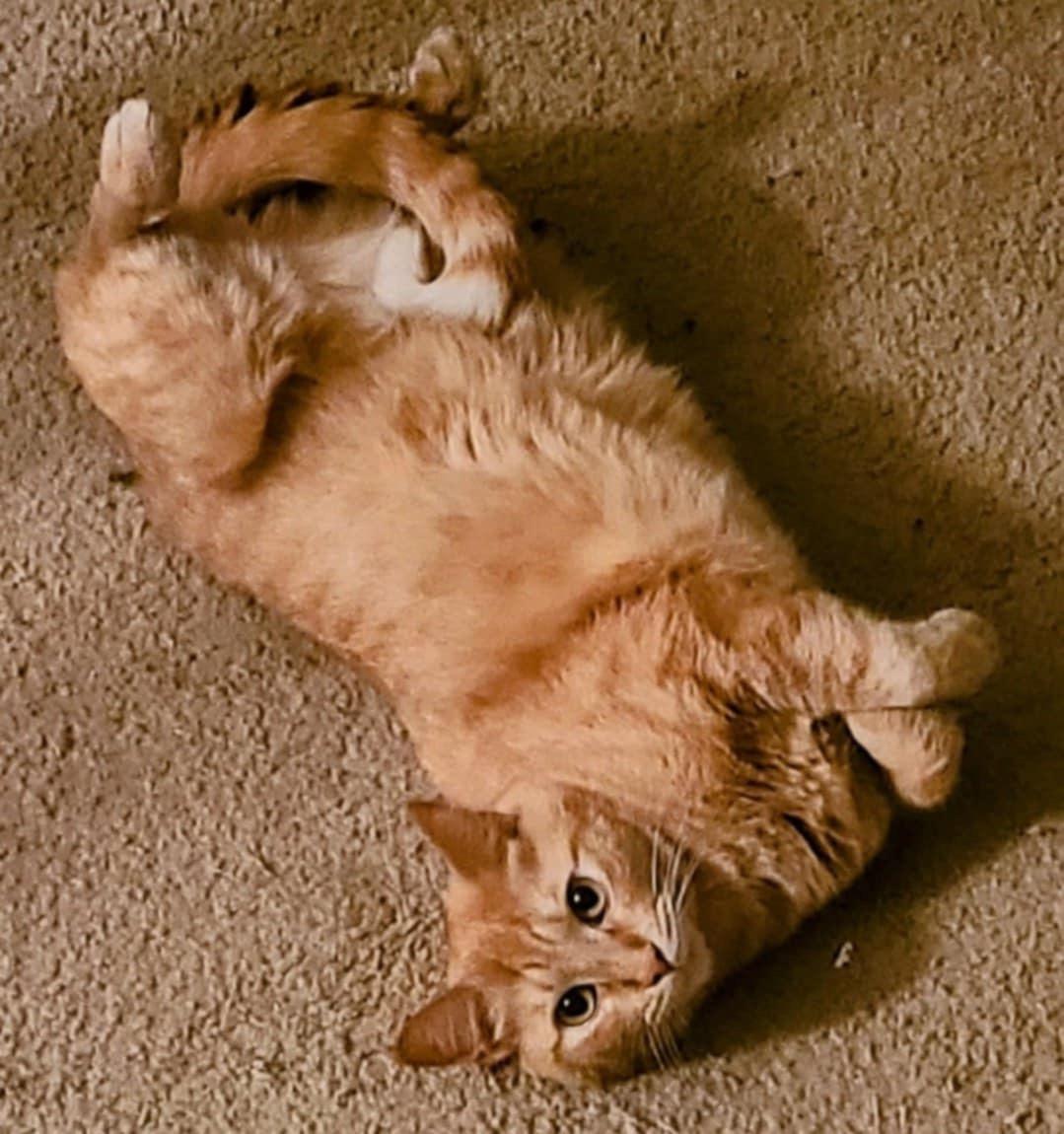 Enlarge Mina and Fanta (SA), a Adoptable Domestic Short Hair in Greenville, SC image 5/5