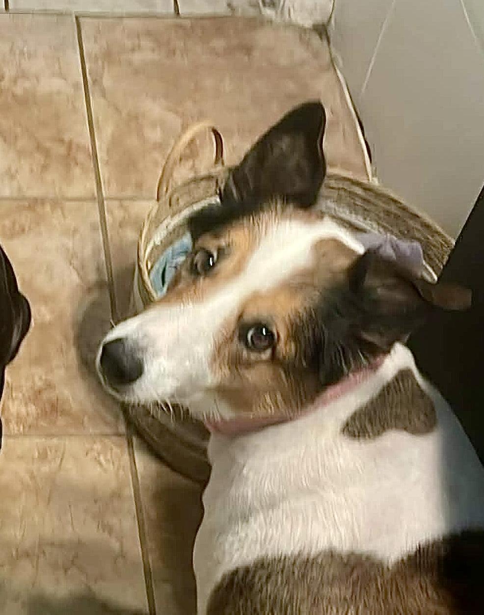 Enlarge Ethel, a Adopted Collie in Brattleboro , VT image 5/6