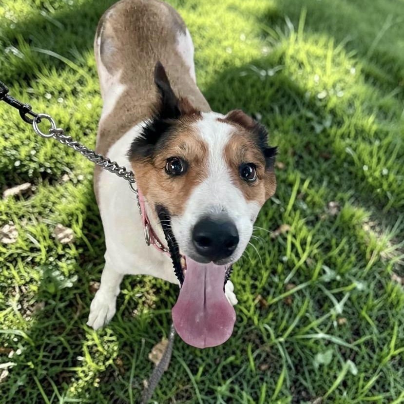 Ethel, Adopted, Senior Female Collie.