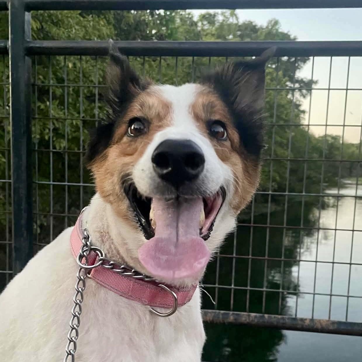 Enlarge Ethel, a Adopted Collie in Brattleboro , VT image 4/6