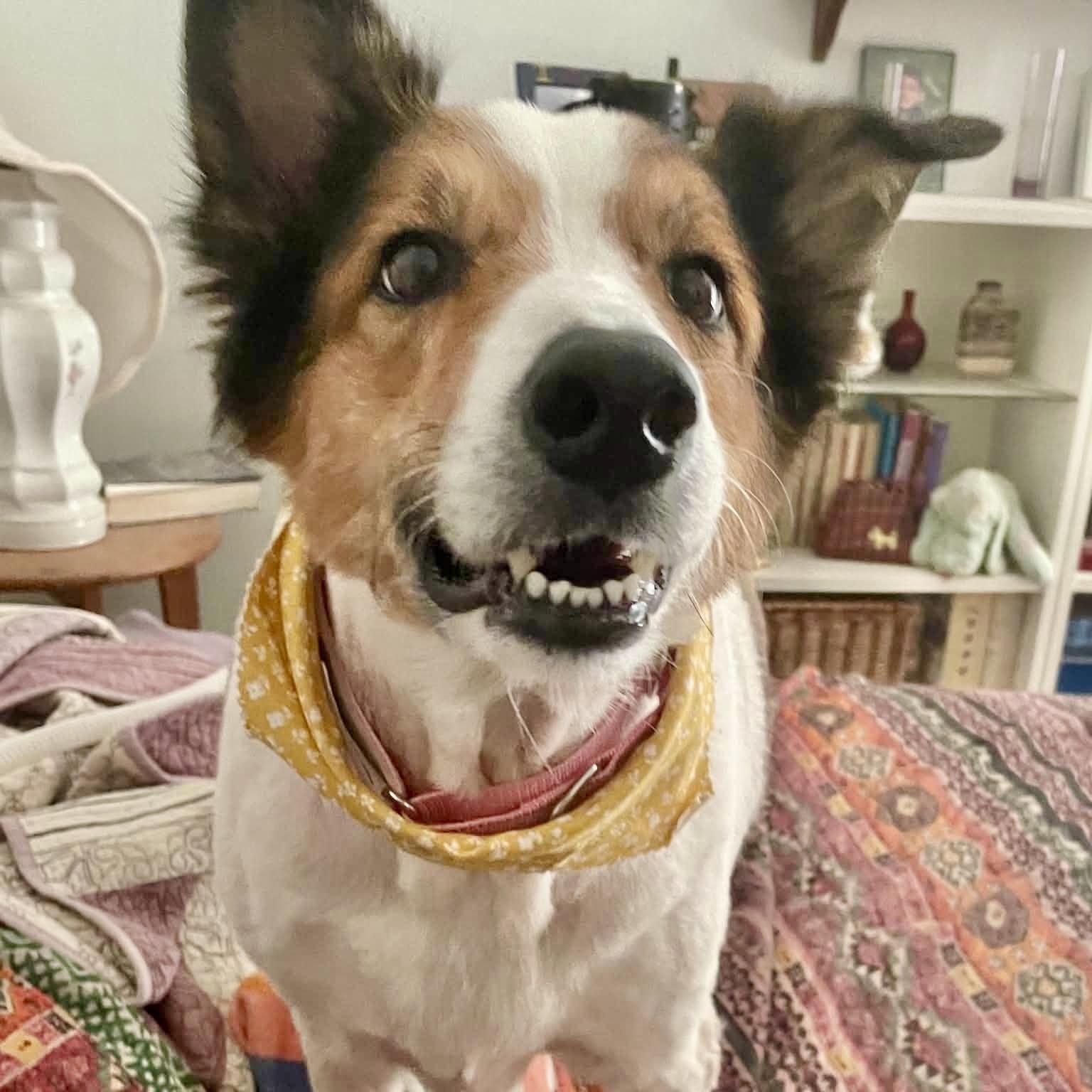 Enlarge Ethel, a Adopted Collie in Brattleboro , VT image 6/6