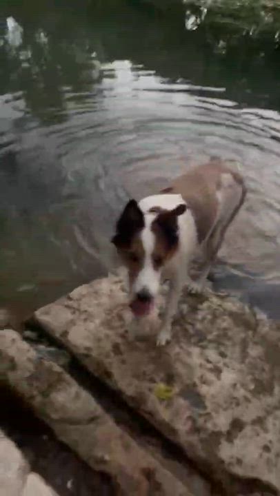 Enlarge Ethel, a Adopted Collie in Brattleboro , VT video 3/6